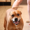 honden foto 