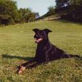 honden foto Quini
