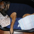 honden foto 