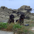 honden foto bretagne
