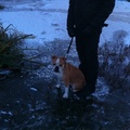 honden foto luna op het ijs