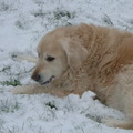 honden foto ligt dit er morgen nog!!