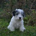 honden foto 