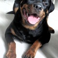 honden foto 