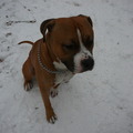 honden foto tyson stoer knulletje !!
