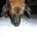 honden foto 