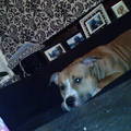 honden foto 