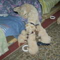 honden foto 