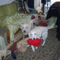 honden foto 