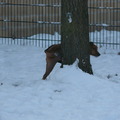 honden foto Effe pootje omhoog .

03-12-10