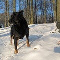 honden foto 