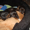 honden foto 