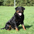 honden foto borro