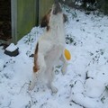 honden foto roxie vangen