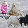 honden foto Ons Carlijn voor het eerst in de sneeuw met haar vriendjes onze keeshonden
