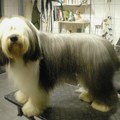 honden foto BeautyDuuk na het borstelen bij de trimster