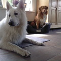 honden foto Mexx en 'neefje' Bing