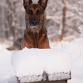 honden foto 