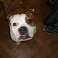 honden foto 