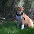 honden foto 