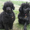 honden foto woopy en faith