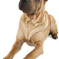 honden foto onze Faya (05-07-2008)
