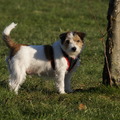 honden foto Hallo ik ben Wannes Parson Jack Russel Terrier
en ben 3 jaar 