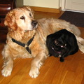 honden foto Boas en Bixto