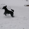 honden foto 