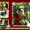 honden foto bewerkte foto voor:nicole en de woefkes