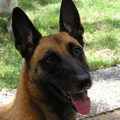 honden foto 