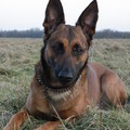 honden foto 