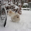 honden foto Sneeuwpret