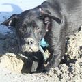honden foto pff nog aan t graven hoor ff w88