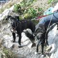 honden foto samen met banjer aan de wandel in killarney