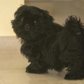 honden foto Puppy Shi tzu Waltertje poseert