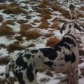 honden foto 