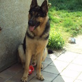 honden foto 
