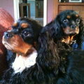 honden foto 