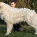 honden foto 