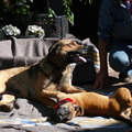 honden foto Mams