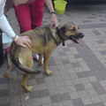 honden foto Moeder van Kaya