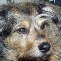 honden foto brammetje mocht maar liefst 18 jaartjes worden