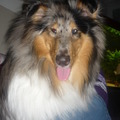 honden foto 