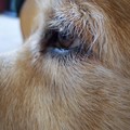 honden foto Bruinoogje.