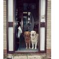 honden foto Baasje moest het hekje maken en wij konden zo kijken.