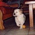 honden foto Die bal was zwaar jo.