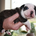 honden foto Ons lieve kleine meisje, helemaal tevreden met zichzelf.