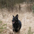 honden foto 