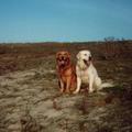 honden foto Djoery en Jazzy op Neeltje Jans,Zeeland.